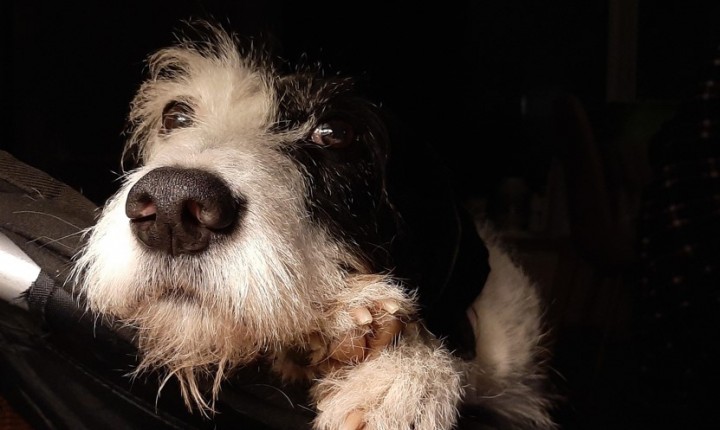 Tédio em pets acende alerta comportamental