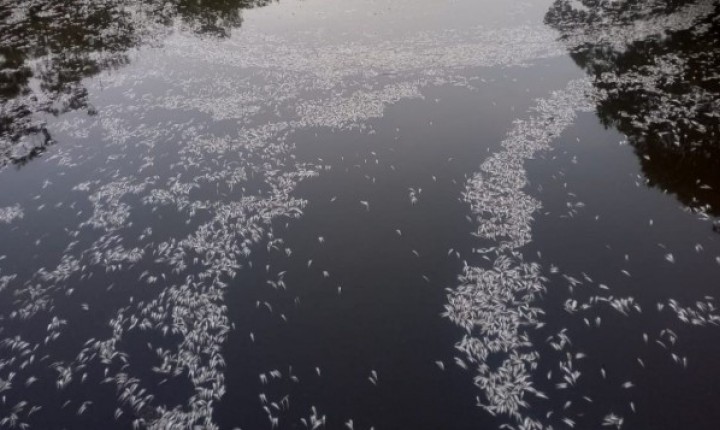 Manguezal do Itacorubi vira foco de divergência