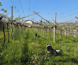 Valpolicella além do rótulo, por Eduardo Araújo