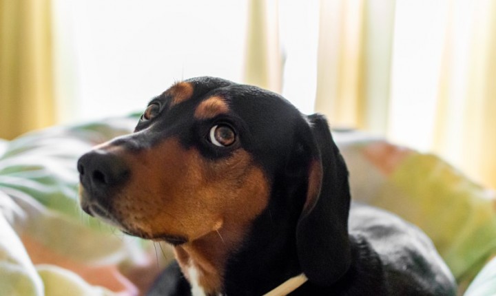 Pets também sentem tédio?