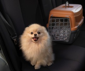 Documentação de pets vira desafio em viagens