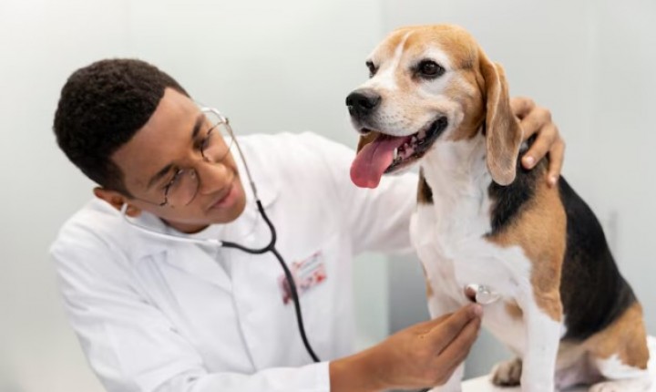 Doenças cardíacas em cães nem sempre dão sinais