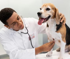 Doenças cardíacas em cães nem sempre dão sinais