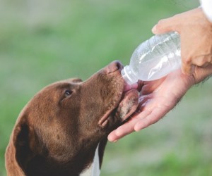Rins de pets sofrem com pouca hidratação