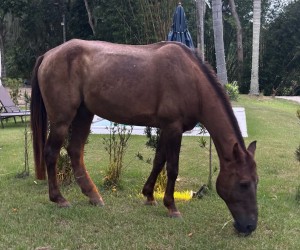 Tratamento com THC em cavalo vira estudo internacional