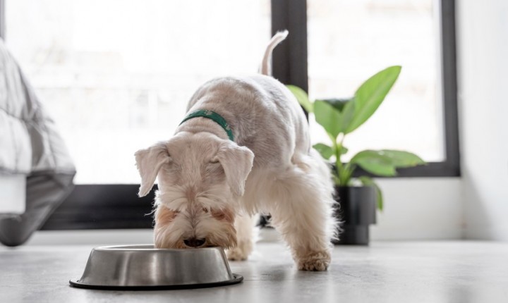 O que muda na dieta dos pets?