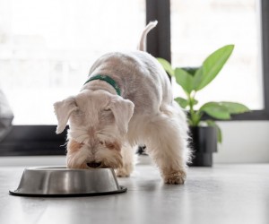 O que muda na dieta dos pets?