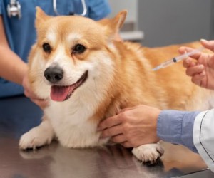 Carteira vacinal dos pets exige atenção anual