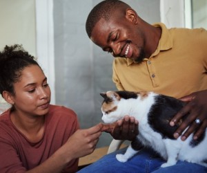 Conheça o segredo por trás do adestramento felino