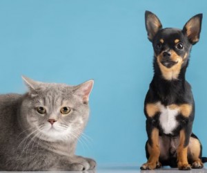 Ciência revela diferença entre inteligência dos pets