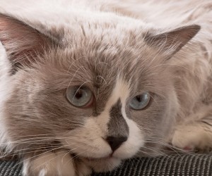Excesso de lambedura acende alerta nos felinos