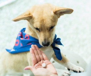 Alteração silenciosa afeta cães e gatos
