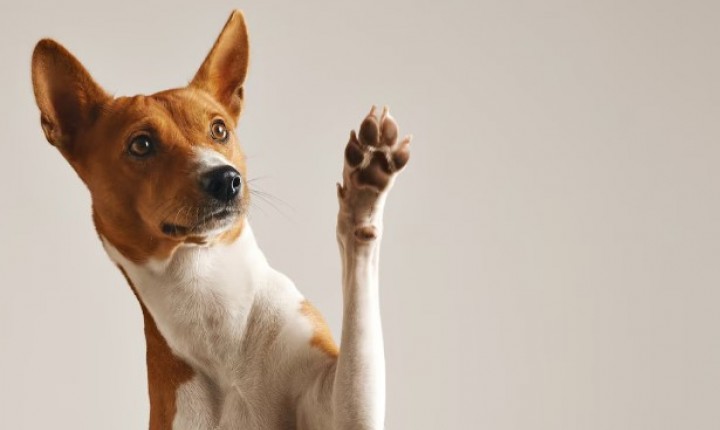 Entenda as fases da vida do seu cachorro