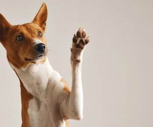 Entenda as fases da vida do seu cachorro