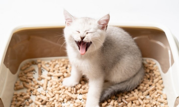 Cálculos urinários crescem entre gatos domésticos