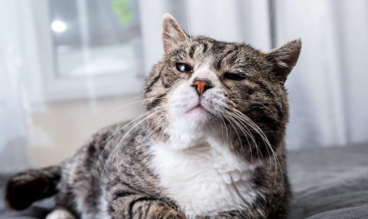Leucemia felina acende alerta entre tutores