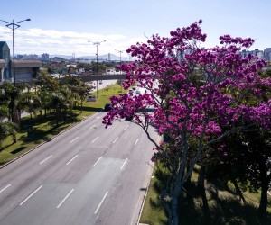 Capital inicia diagnóstico inédito da arborização