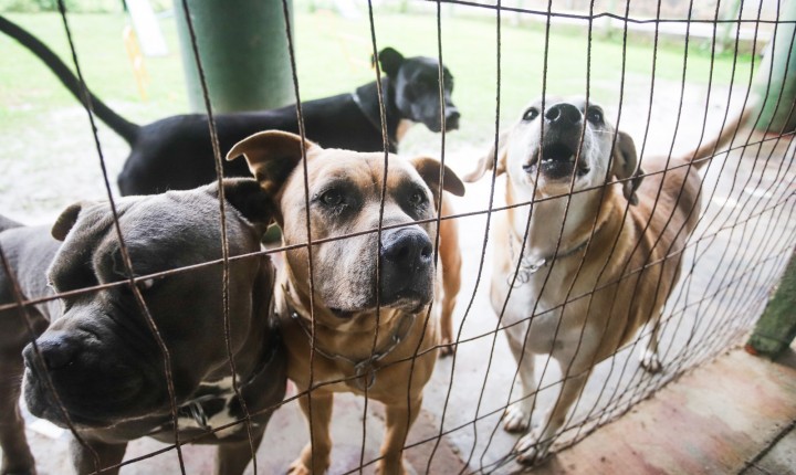 Cães da Dibea passam por escola de psicologia 