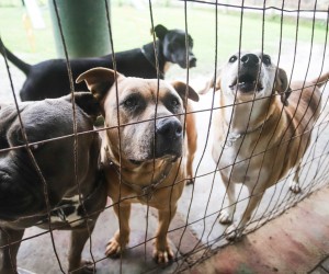 Cães da Dibea passam por escola de psicologia 