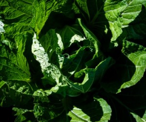 Floripa abre cadastro para produtores rurais