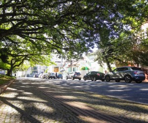 Floripa abre consulta para ampliar arborização urbana