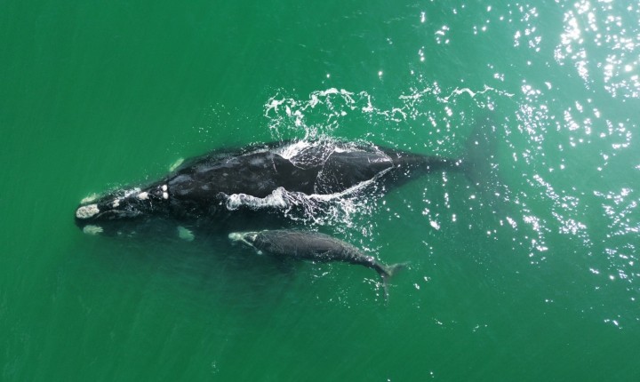Gigantes do mar invadem Floripa neste inverno