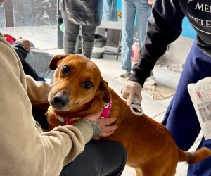 Cães de pessoas em situação de rua recebem atendimento