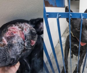 Capital catarinense reduz eutanásias de cães com leishmaniose