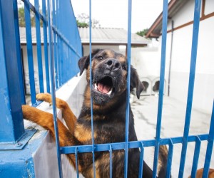 Dibea promove adoção especial de animais