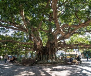 Figueira centenária da Praça XV terá novo sistema de apoio