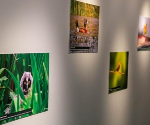 Exposição na Alesc revela biodiversidade de SC