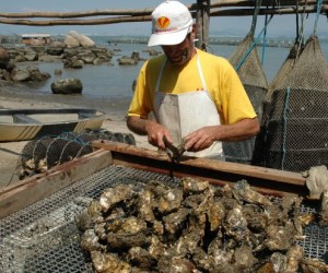  Cultivo de moluscos: localidades de Florianópolis são interditas pela Secretaria da Agricultura 