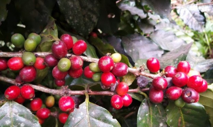 Cafés especiais: pesquisa revela potencial de SC