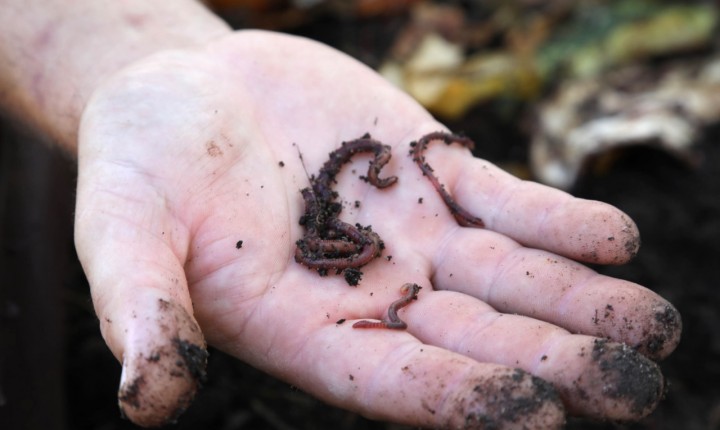 'Minhoca na Cabeça' abre vagas para adoção de minhocários