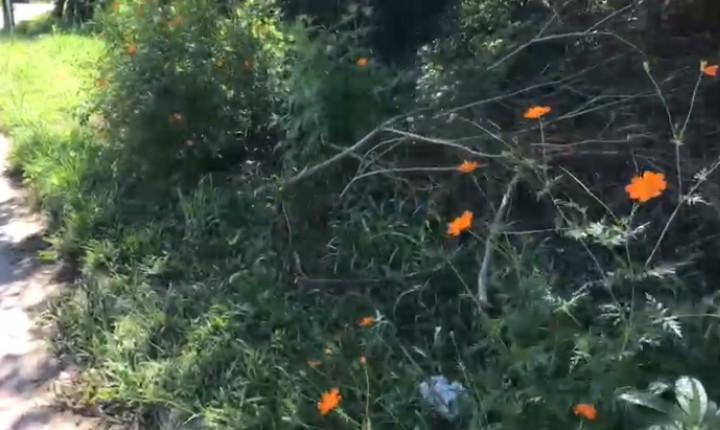 Uma floresta na calçada