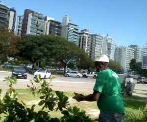 Árvores afetadas recebem poda na Beira-Mar Norte