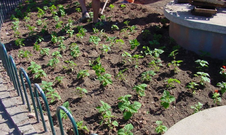 Mudas de plantas serão distribuídas na Capital em alusão ao evento