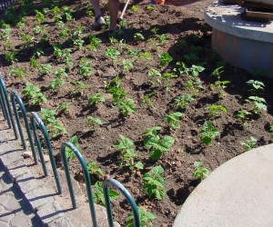 Mudas de plantas serão distribuídas na Capital em alusão ao evento