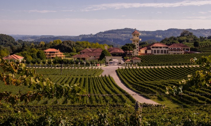 Conheça a Melhor Vinícola do Ano