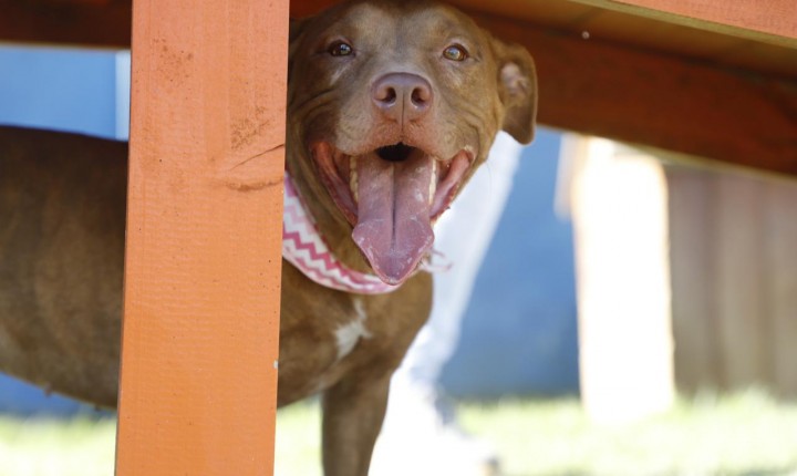 Dibea passa a abrir aos sábados para adoção na Capital