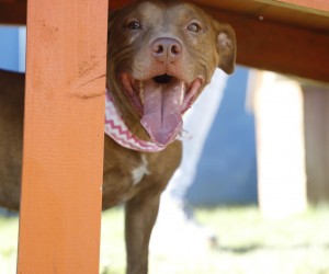 Dibea passa a abrir aos sábados para adoção na Capital