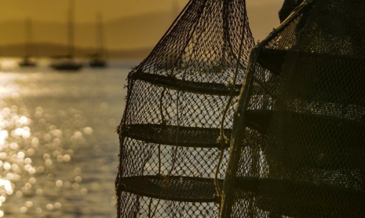 Liberado o consumo de moluscos na Palhoça