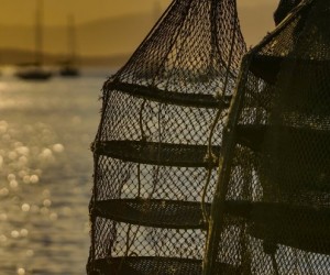 Liberado o consumo de moluscos na Palhoça