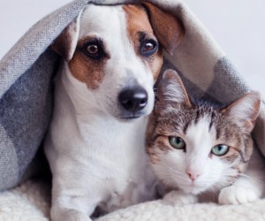 Ação de acolhimento está sendo preparada na Capital