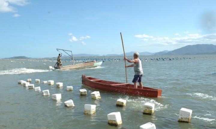 Áreas de cultivo de moluscos são interditadas na Capital