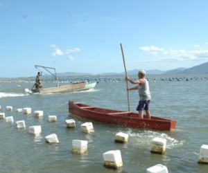 Áreas de cultivo de moluscos são interditadas na Capital