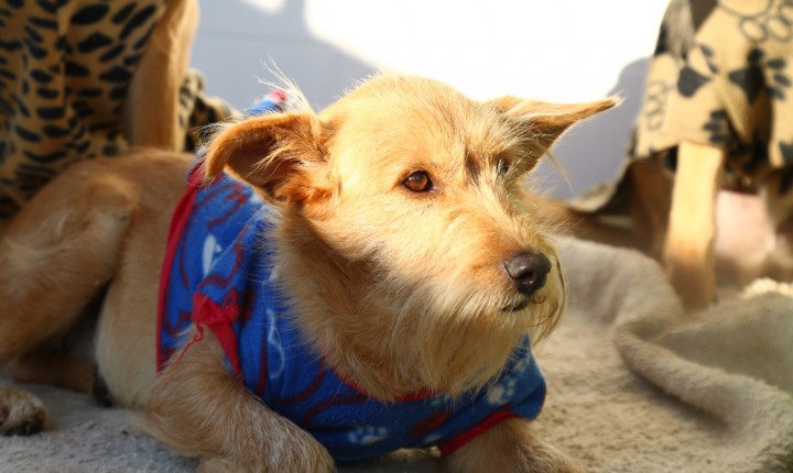 Animais são acolhidos durante frio intenso em Florianópolis
