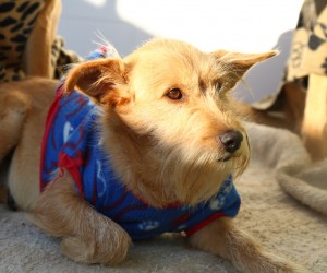 Animais são acolhidos durante frio intenso em Florianópolis