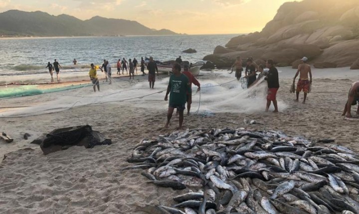 Chega ao fim a Safra da Tainha 2021