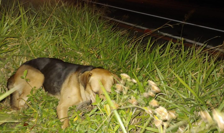 Pedido de socorro na Vargem Pequena